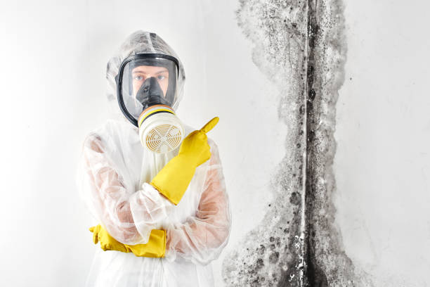 Why You Should Choose Our Mold Remediation Services in Lutherville, MD